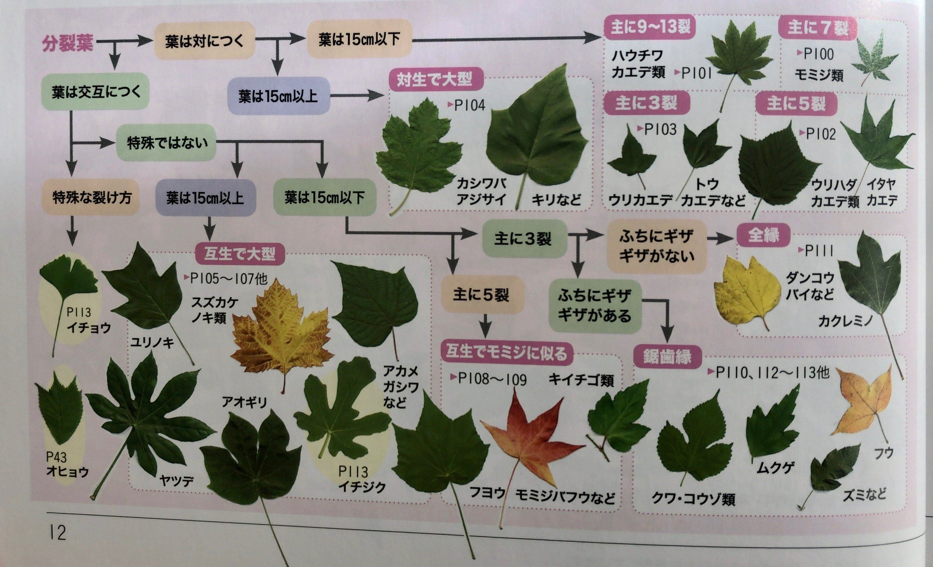 図鑑編集者が伝える、葉っぱから木の名前を調べる方法｜ヤマケイの本
