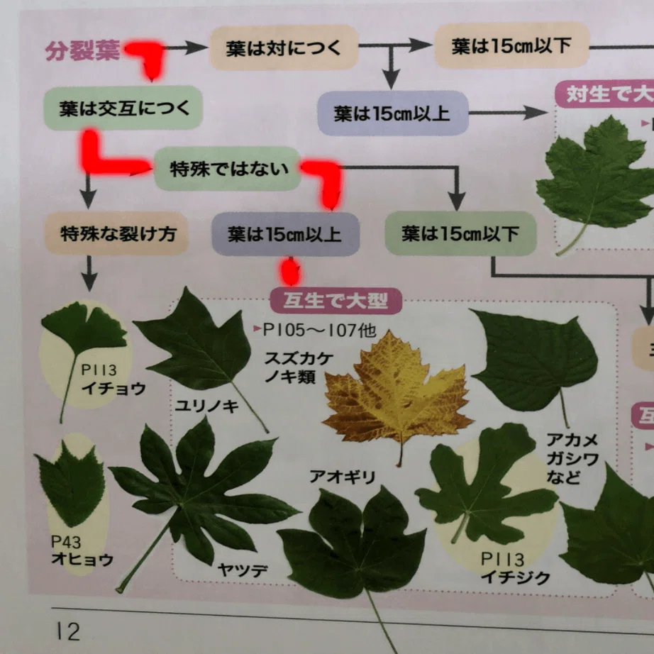 葉っぱさん　確認用 図鑑編集者が伝える、葉っぱから木の名前を調べる方法｜ヤマケイの本