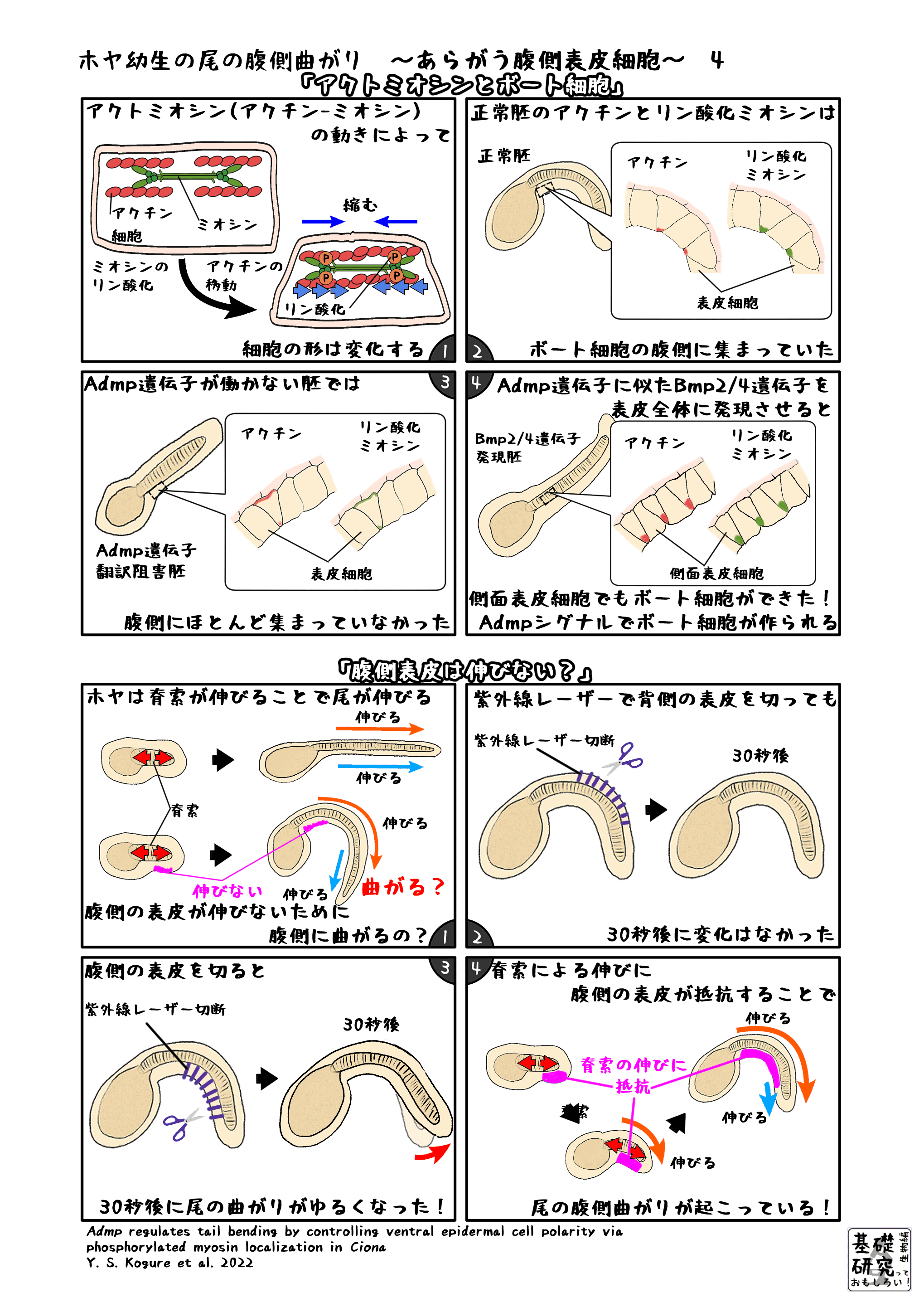 ホヤ幼生の尾の腹側曲がり ～あらがう腹側表皮細胞～ 4｜かわい