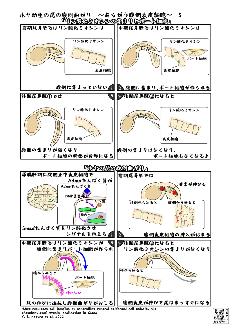 2022, Development, Admp regulates tail bending by controlling ventral epidermal cell polarity via phosphorylated myosin localization in Ciona, Y. S. Kogure et al. より5ページ目