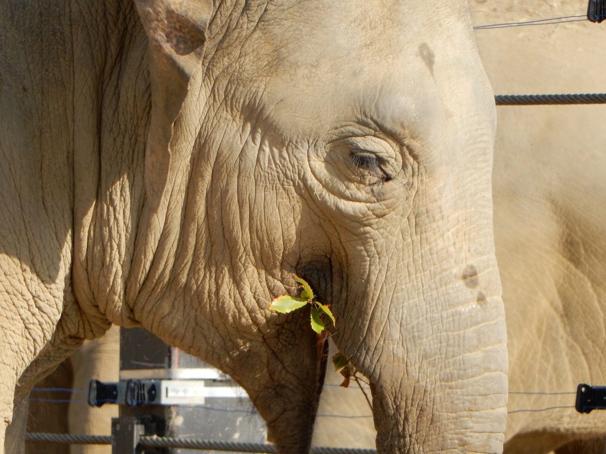 絵事常々 －ゾウスケッチ－｜巳白 