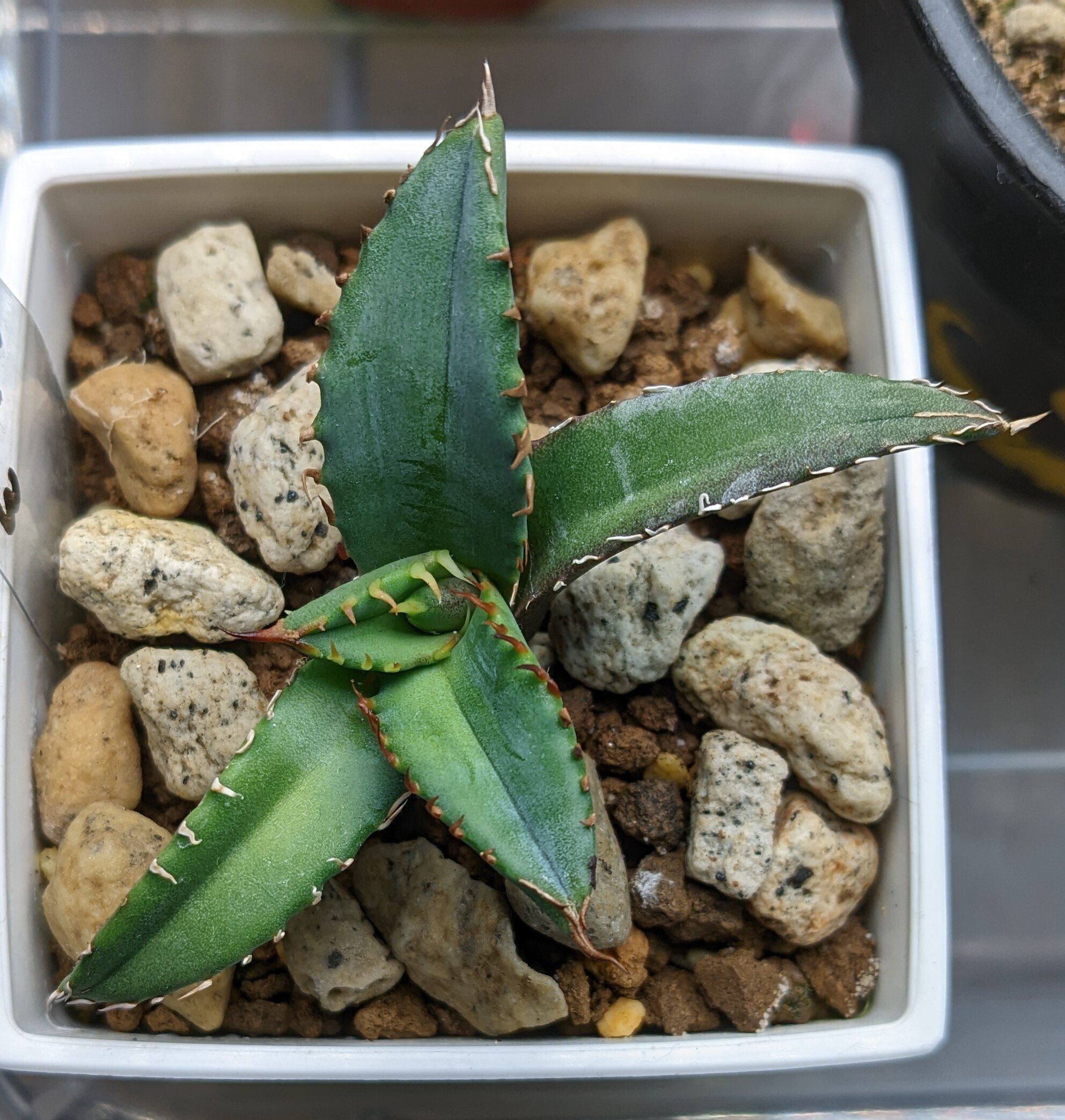 アガベグレックス アガベグレックス 【公式通販】