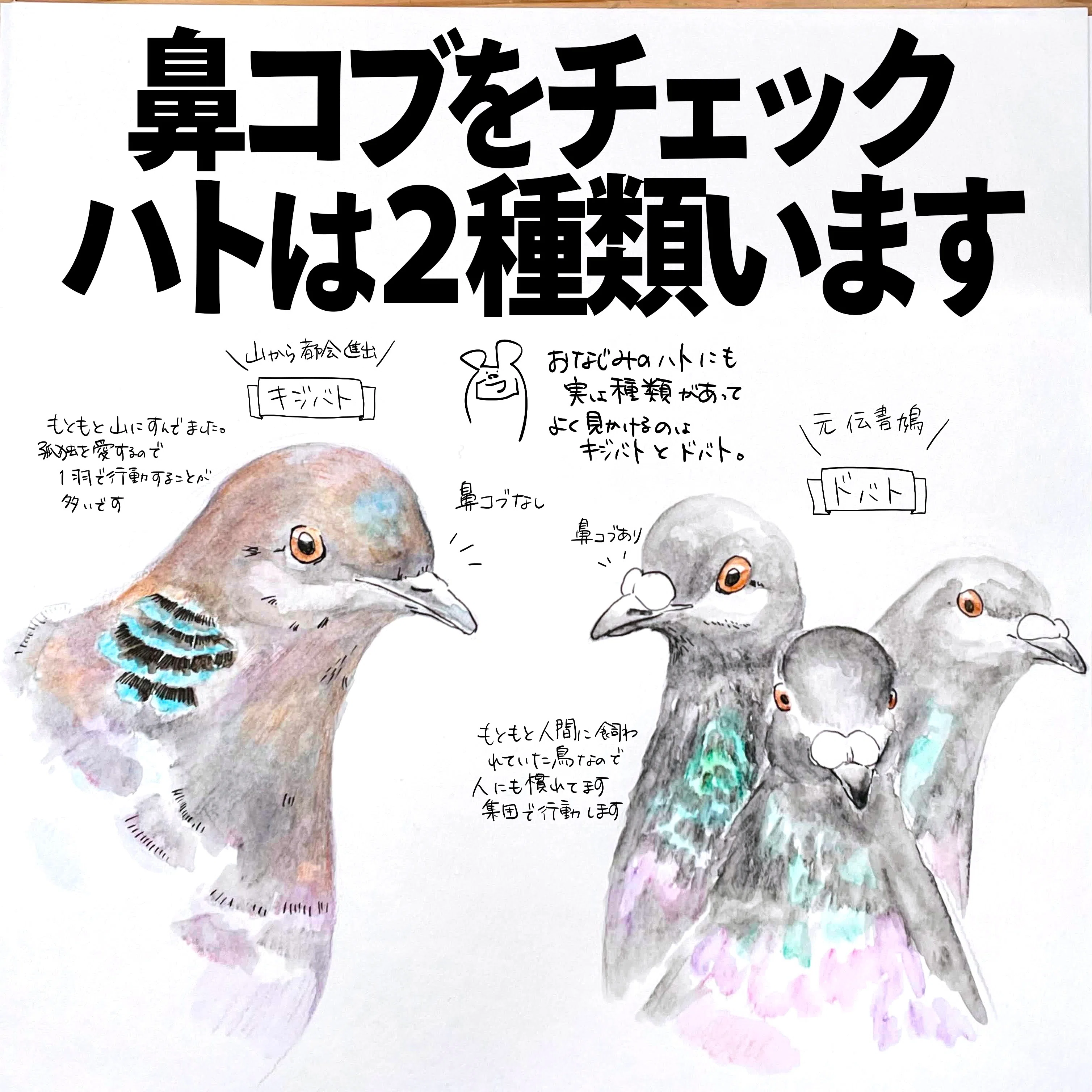 鼻コブをチェック。ハトは2種類います｜ドバト・キジバト｜くますけ 