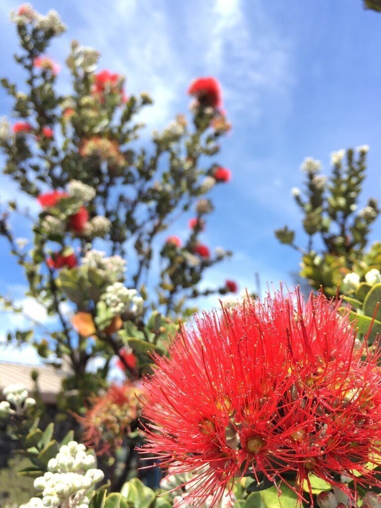 ハワイ語：雨を表すことば「Kani Lehua」｜Aloha_pappy