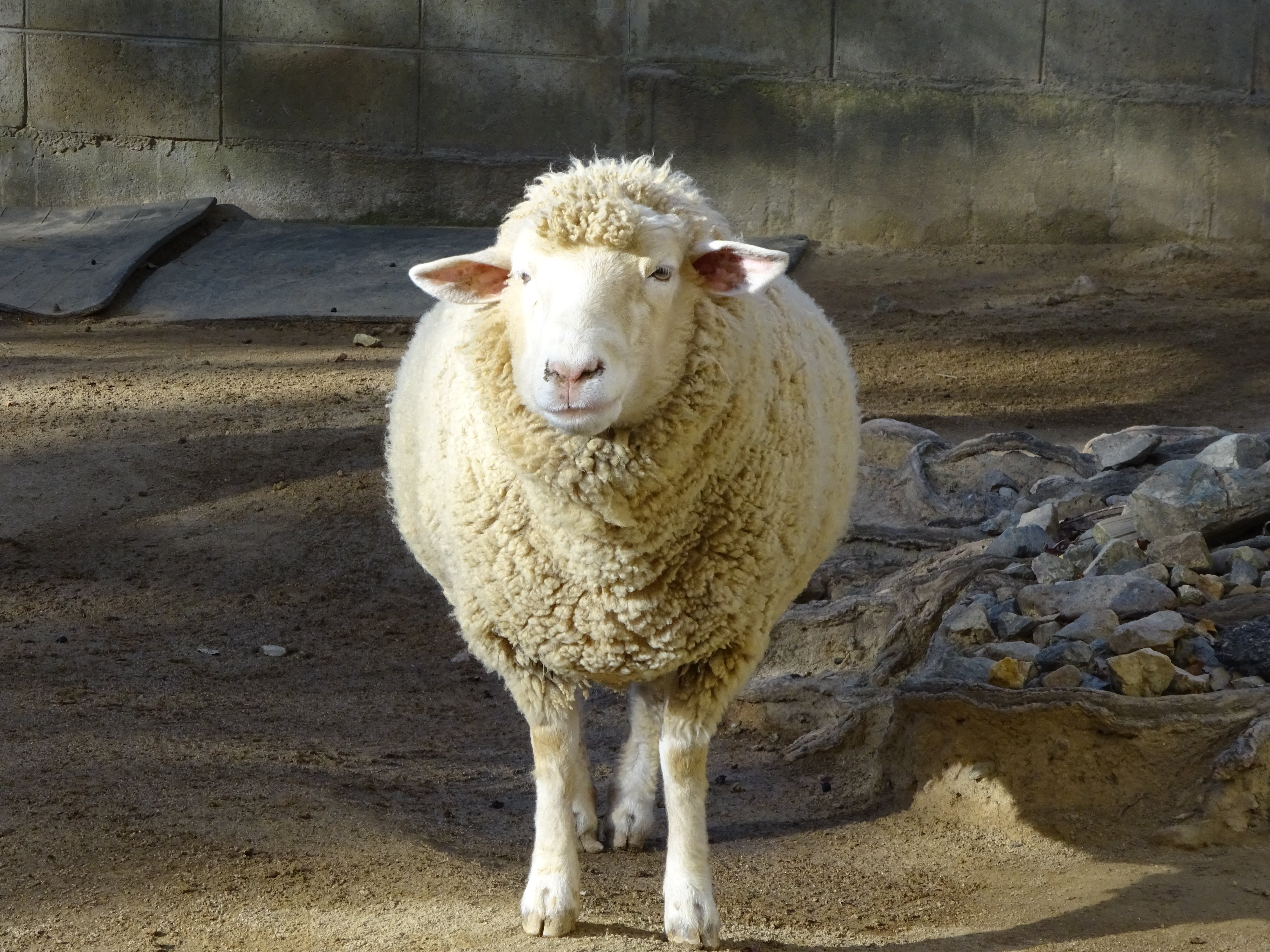 五月山動物園のひつじさん🐏｜Takahashies