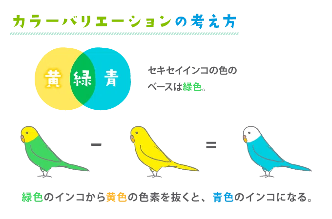 セキセイインコ｜TECHNOuchi