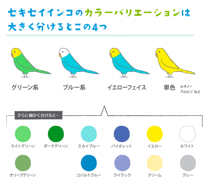 セキセイインコ｜TECHNOuchi