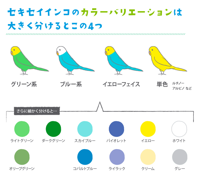 セキセイインコ｜TECHNOuchi