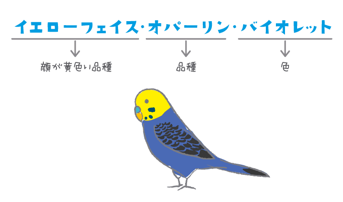 セキセイインコ｜TECHNOuchi