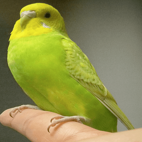 うちの歴代インコたち Technouchi Note