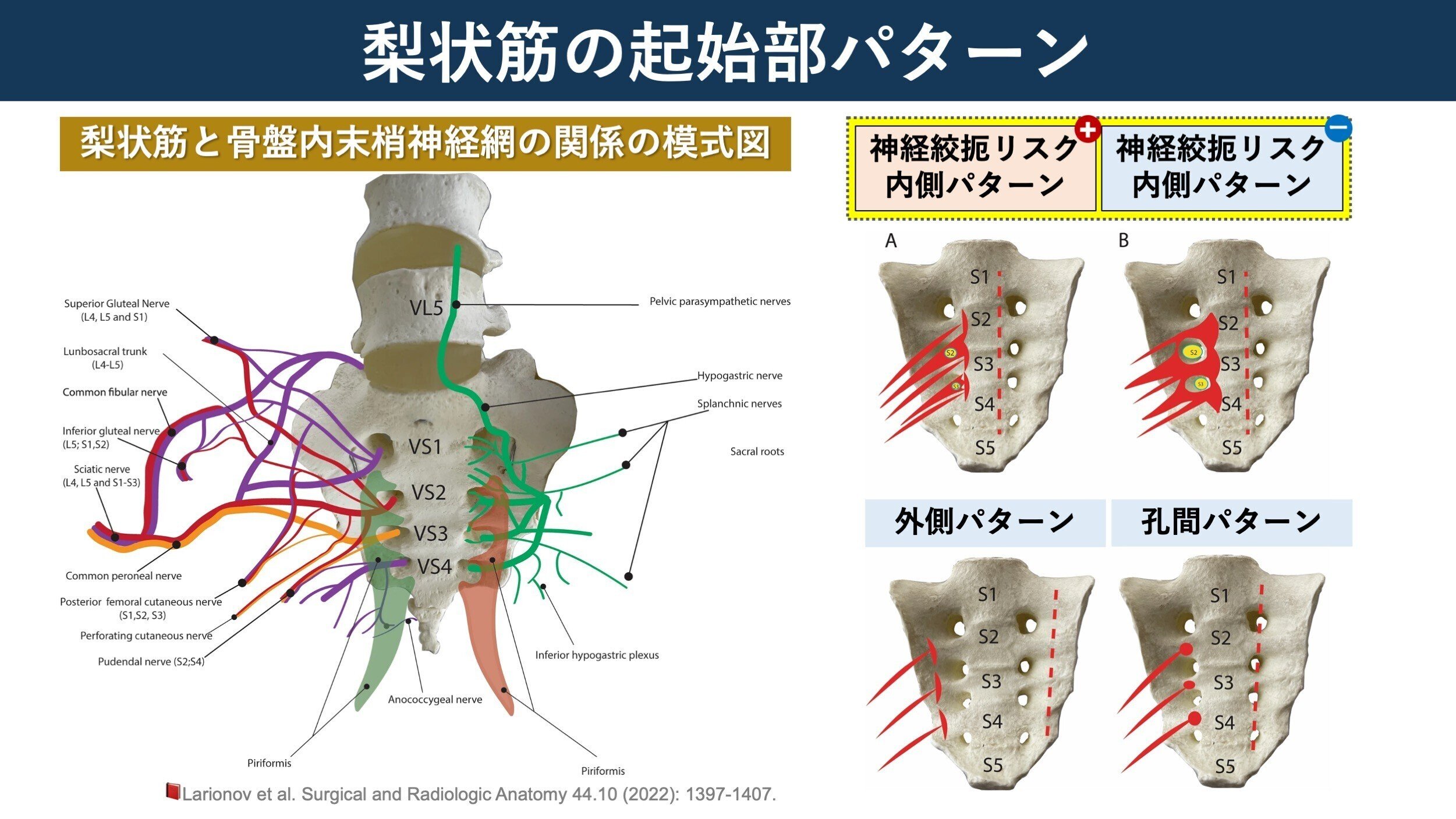 神経局在診断 その解剖,生理,臨床（改訂第6版） - メディカル