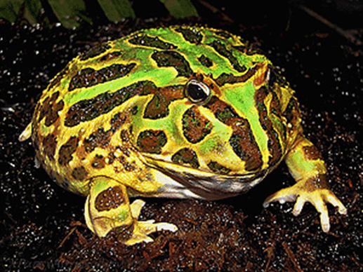 意外と知らない「カエル」#06｜mba_international