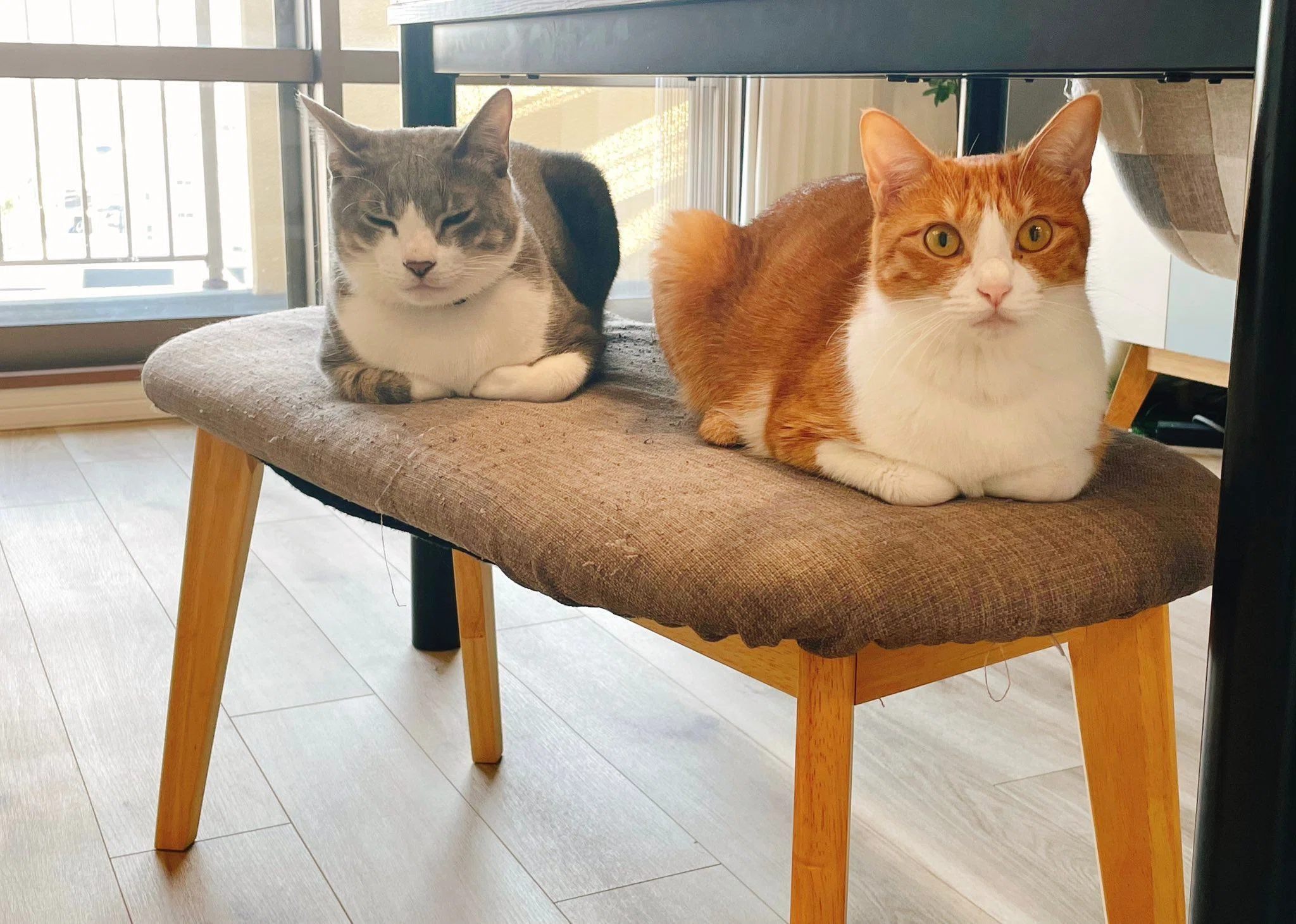 猫バングル 香箱座り 桜シャー太白｜レディース