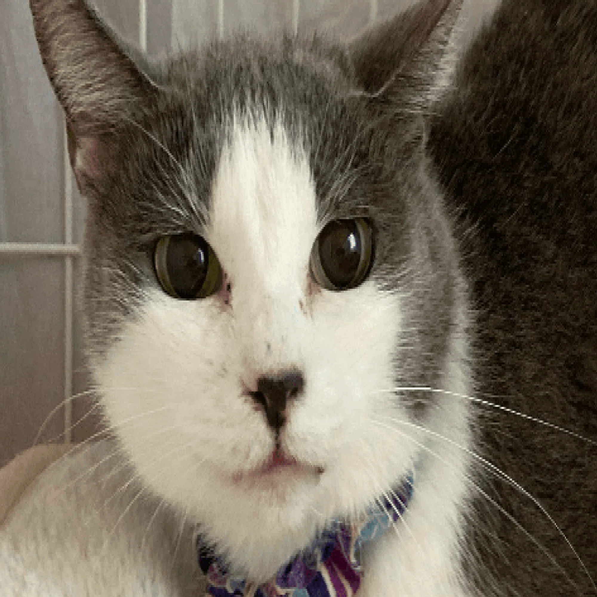 名前通り、少し大人向け。味のある猫「しおから」｜ネコノート🐱猫の
