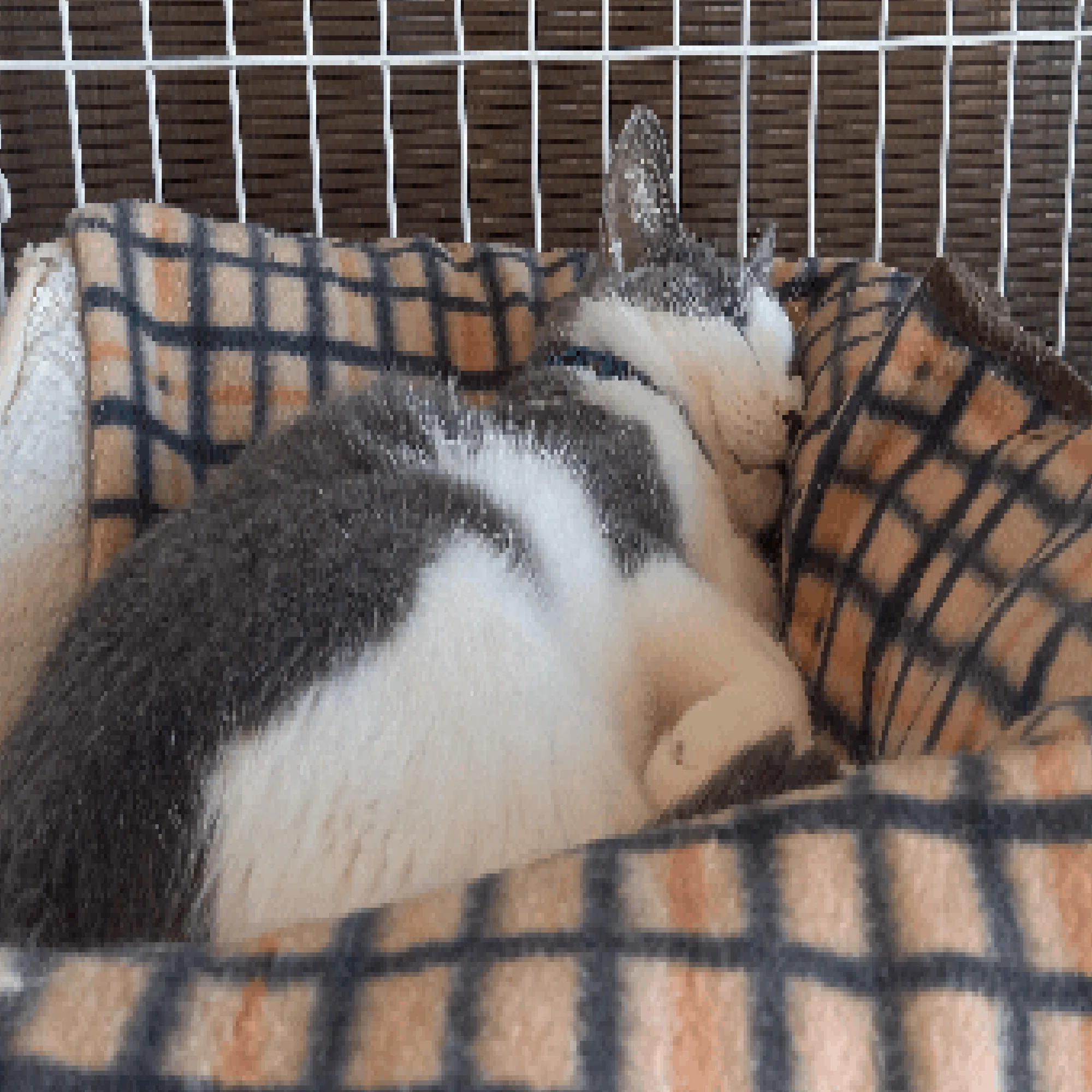 名前通り、少し大人向け。味のある猫「しおから」｜ネコノート🐱猫の