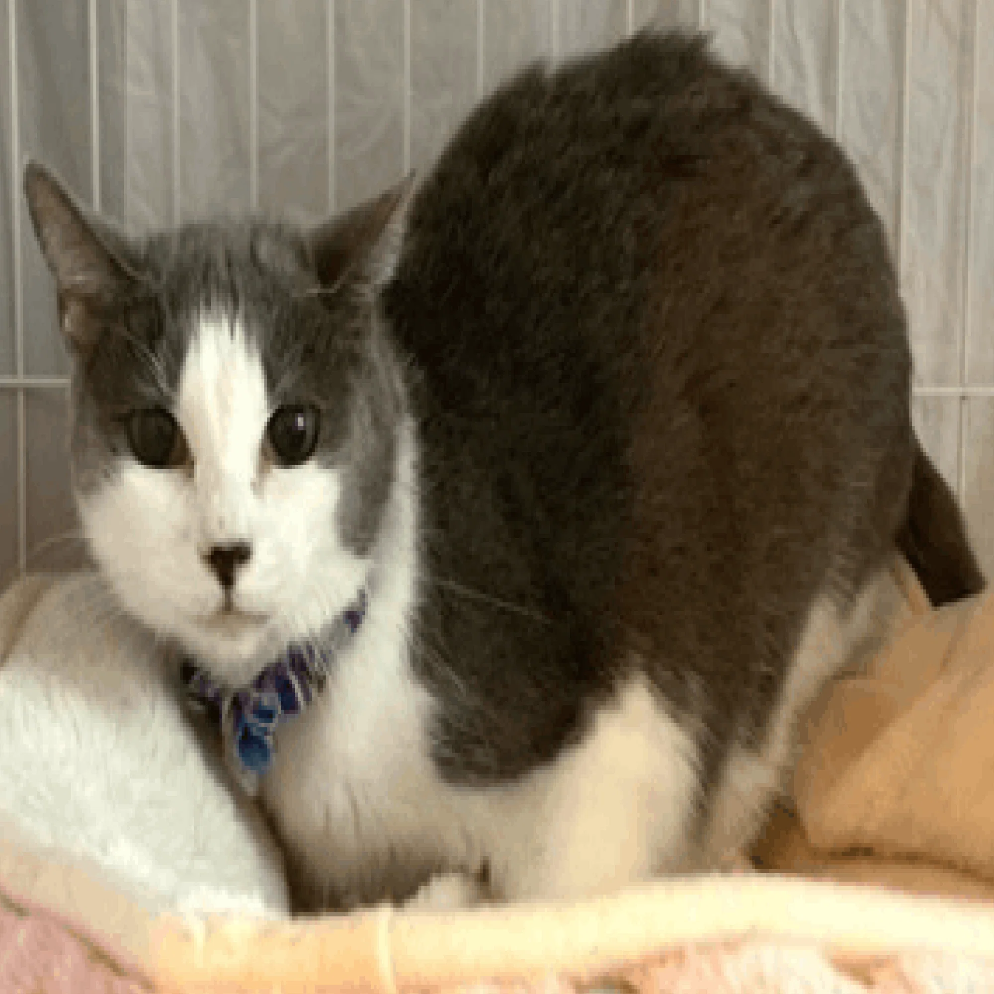 名前通り、少し大人向け。味のある猫「しおから」｜ネコノート🐱猫の