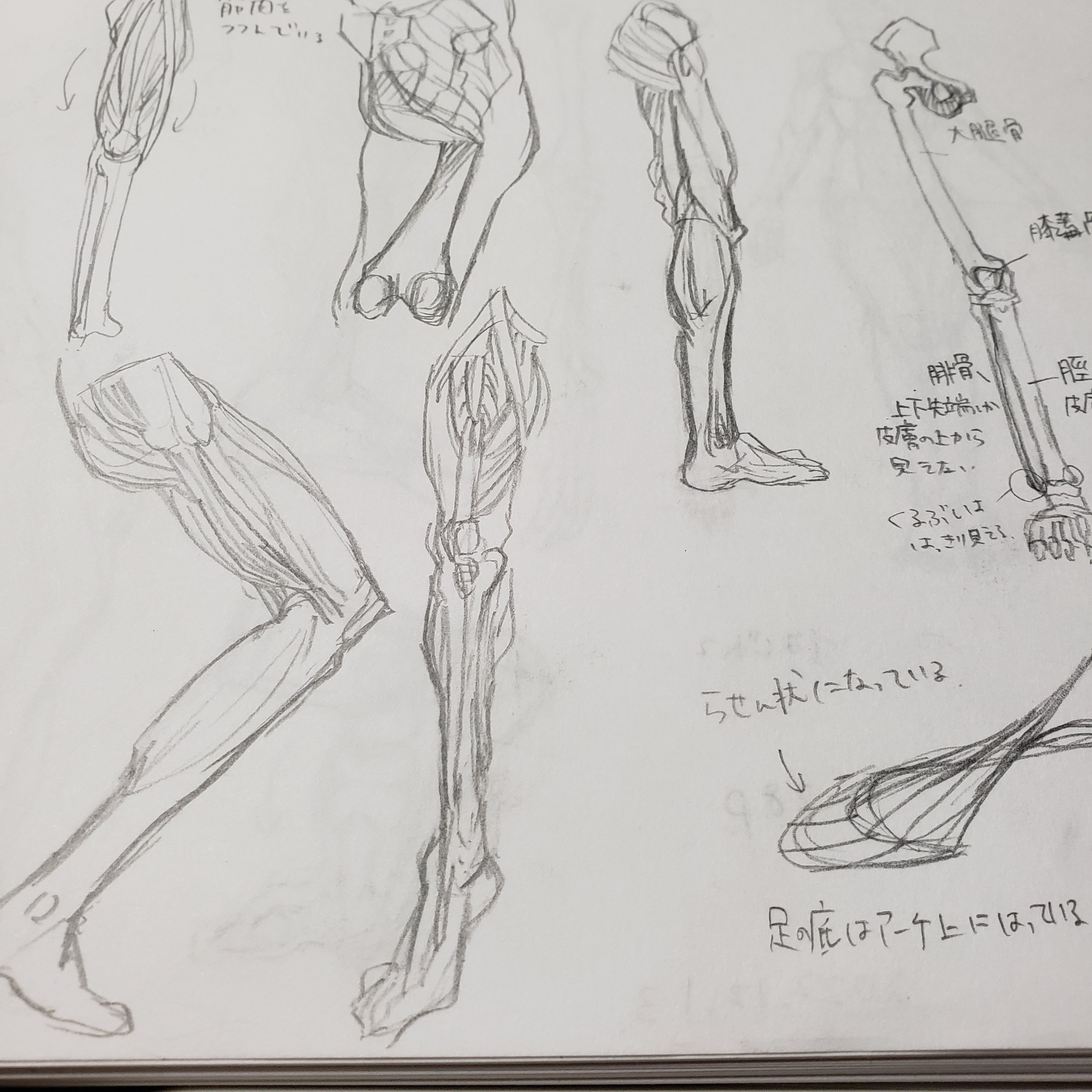 モルフォ人体デッサン模写始めました。｜Haonn.