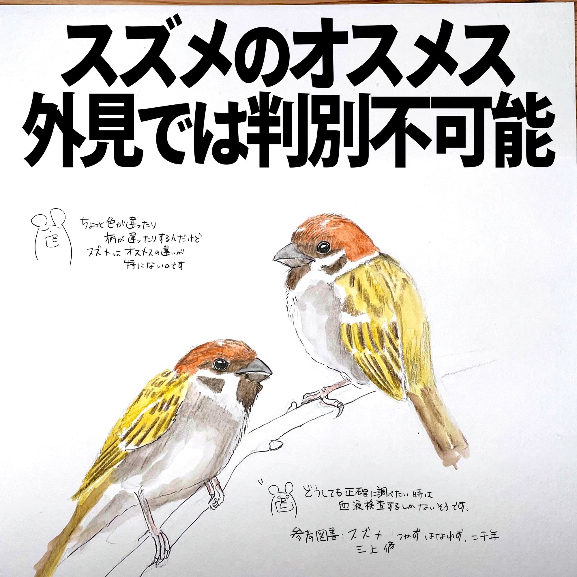 スズメのオスメス 外見では判別不可能 自然ガイドのネタ帳 くますけ Note