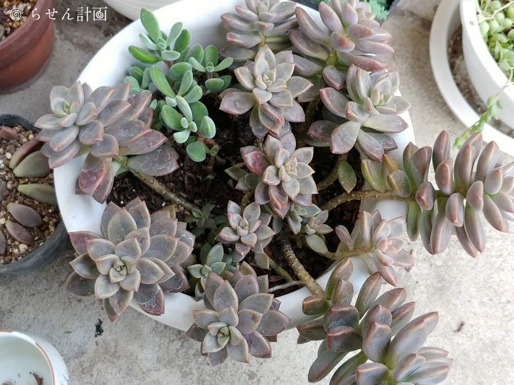 ベランダ多肉図鑑】ブロンズ姫｜Ryozi_pjr