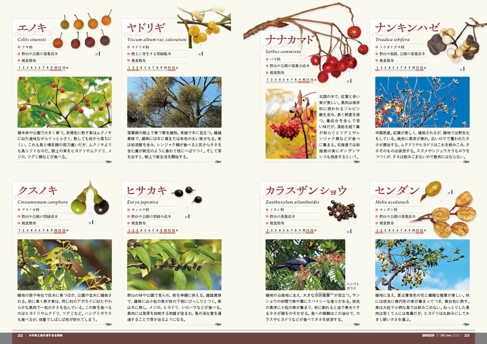 BIRDER1月号の見どころ｜ブンイチ（文一総合出版）