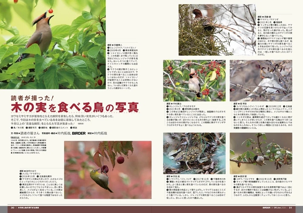 BIRDER1月号の見どころ｜ブンイチ（文一総合出版）