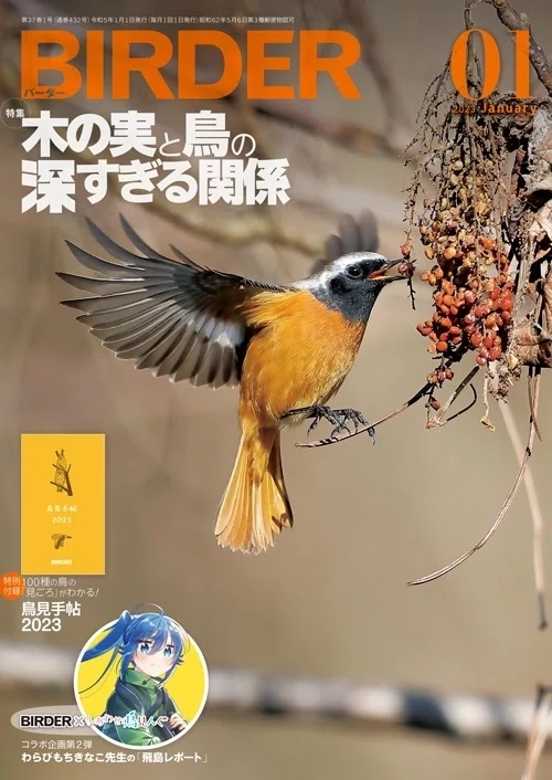 BIRDER1月号の見どころ｜ブンイチ（文一総合出版）