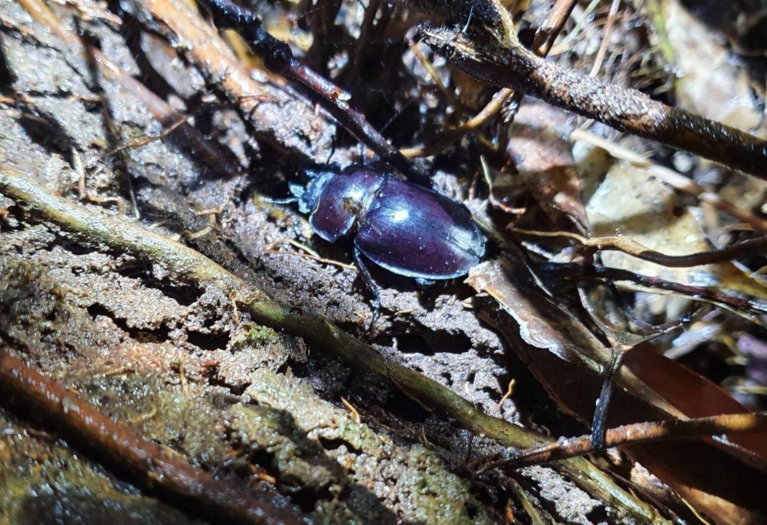 沖縄県 ヤエヤママルバネクワガタ採集記 西表島 part2｜キヨタミ