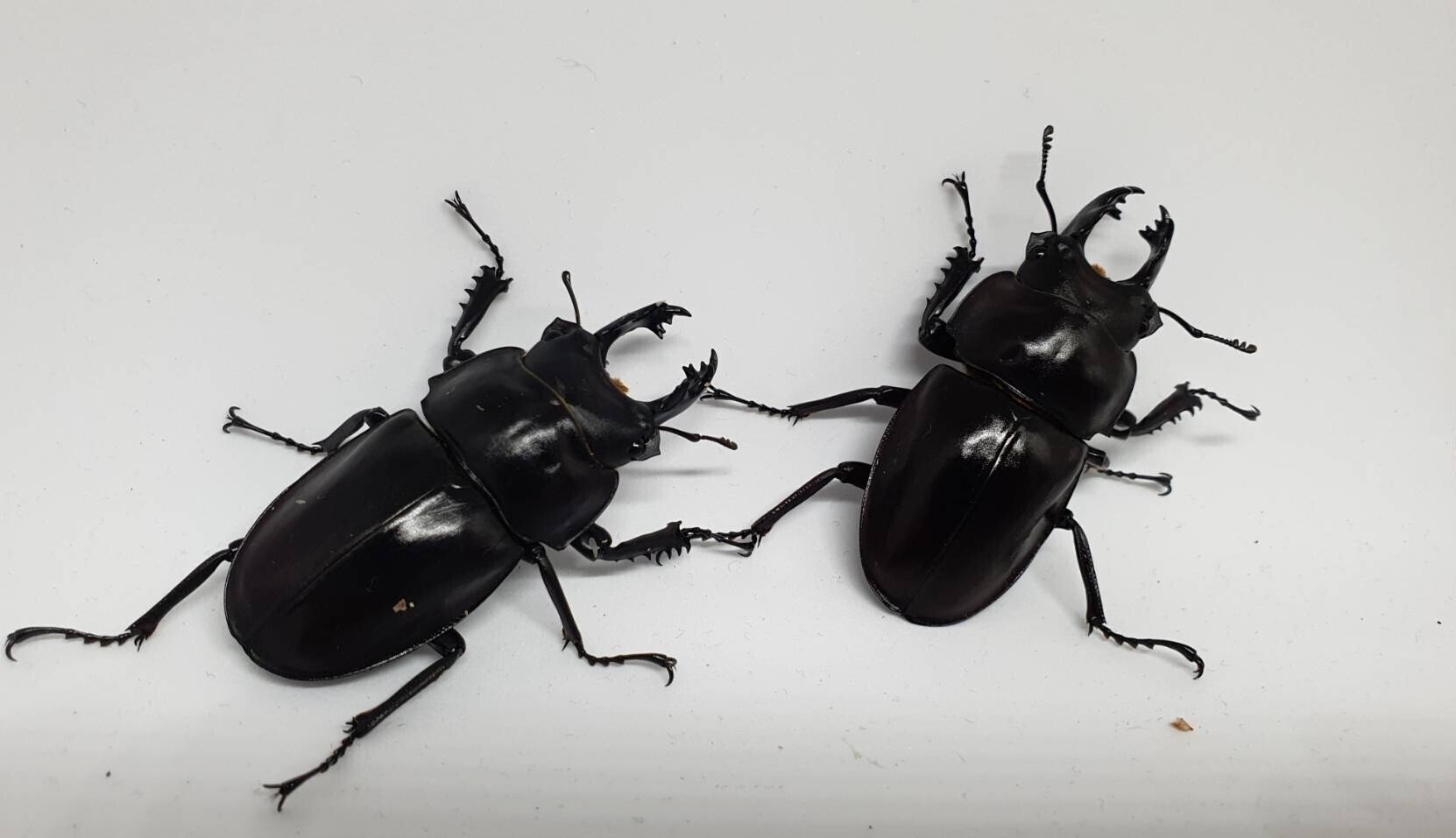 ヤエヤママルバネ 大歯 WF2 ヤエヤママルバネ1♂2♀(西表産) その1