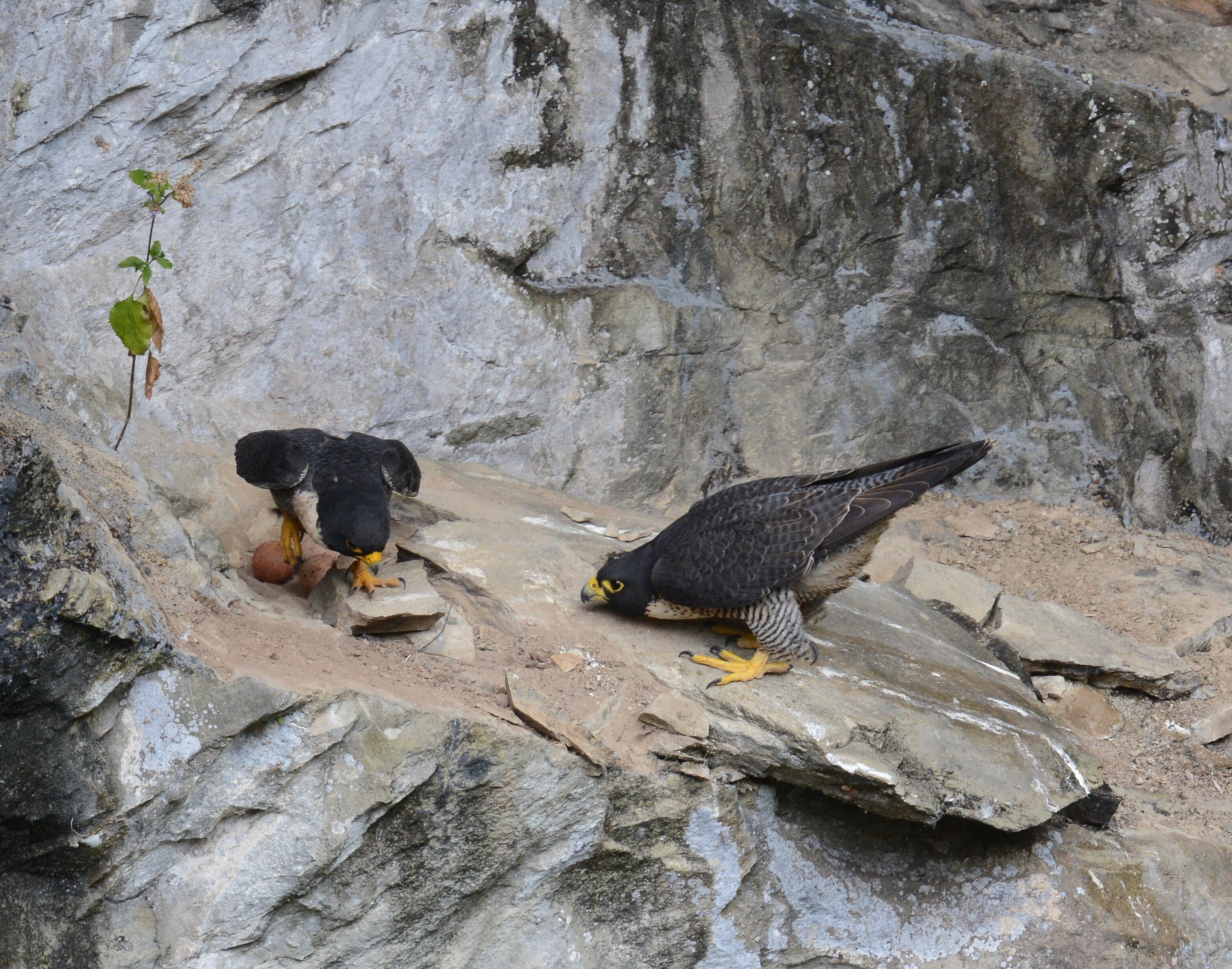 ケアンズ1人鳥見⑦4日目テーブルランド｜タイヨー