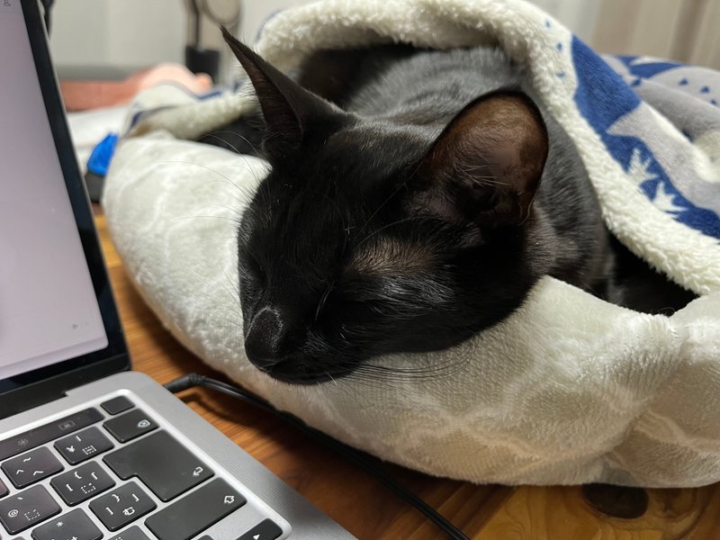 PCの横に置いた猫ベッドで寝る猫