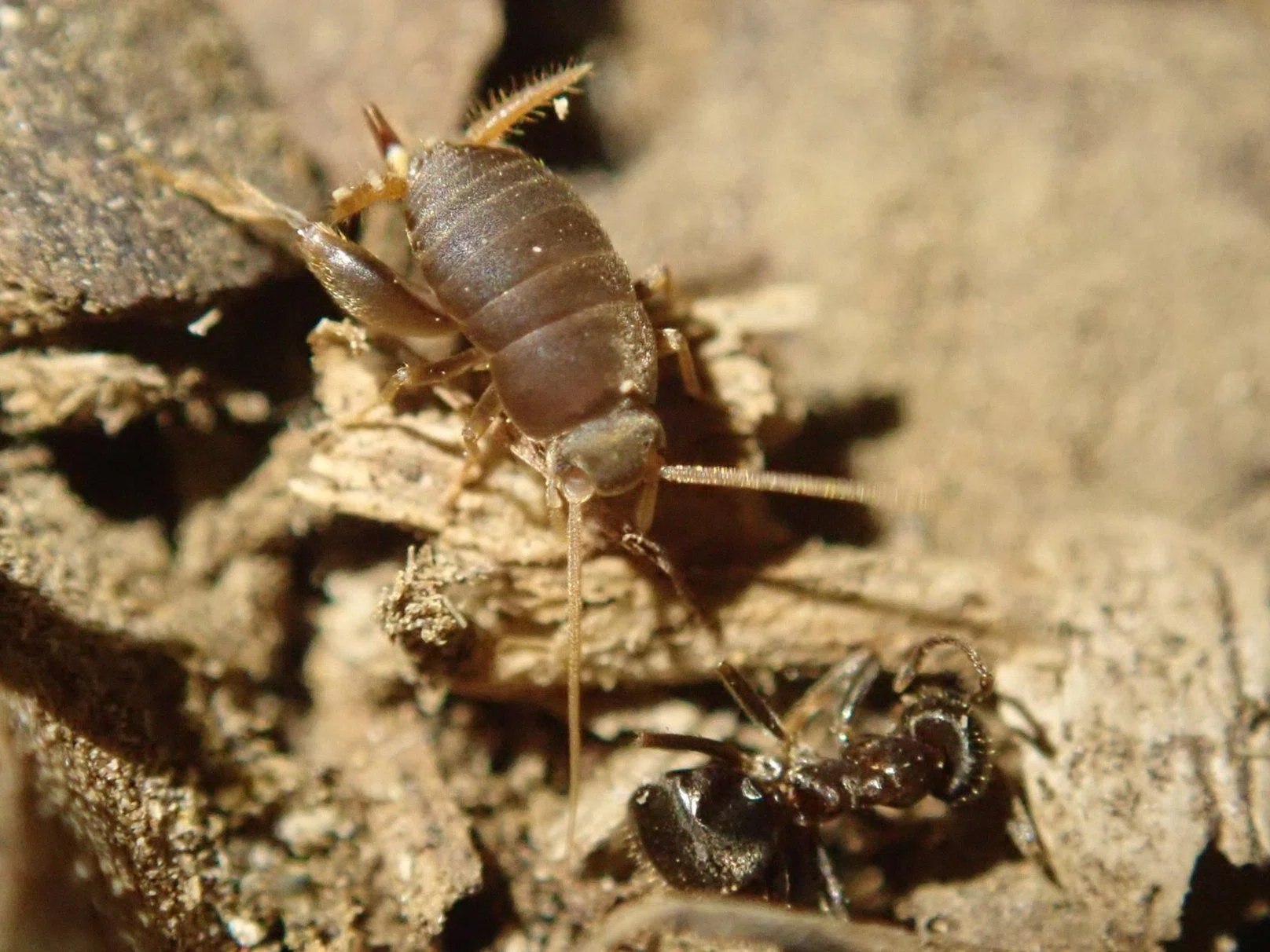 アリヅカコオロギは木に登る｜hydraenids