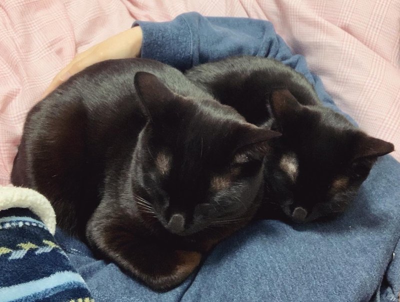 人の脇に入って眠る２匹の猫