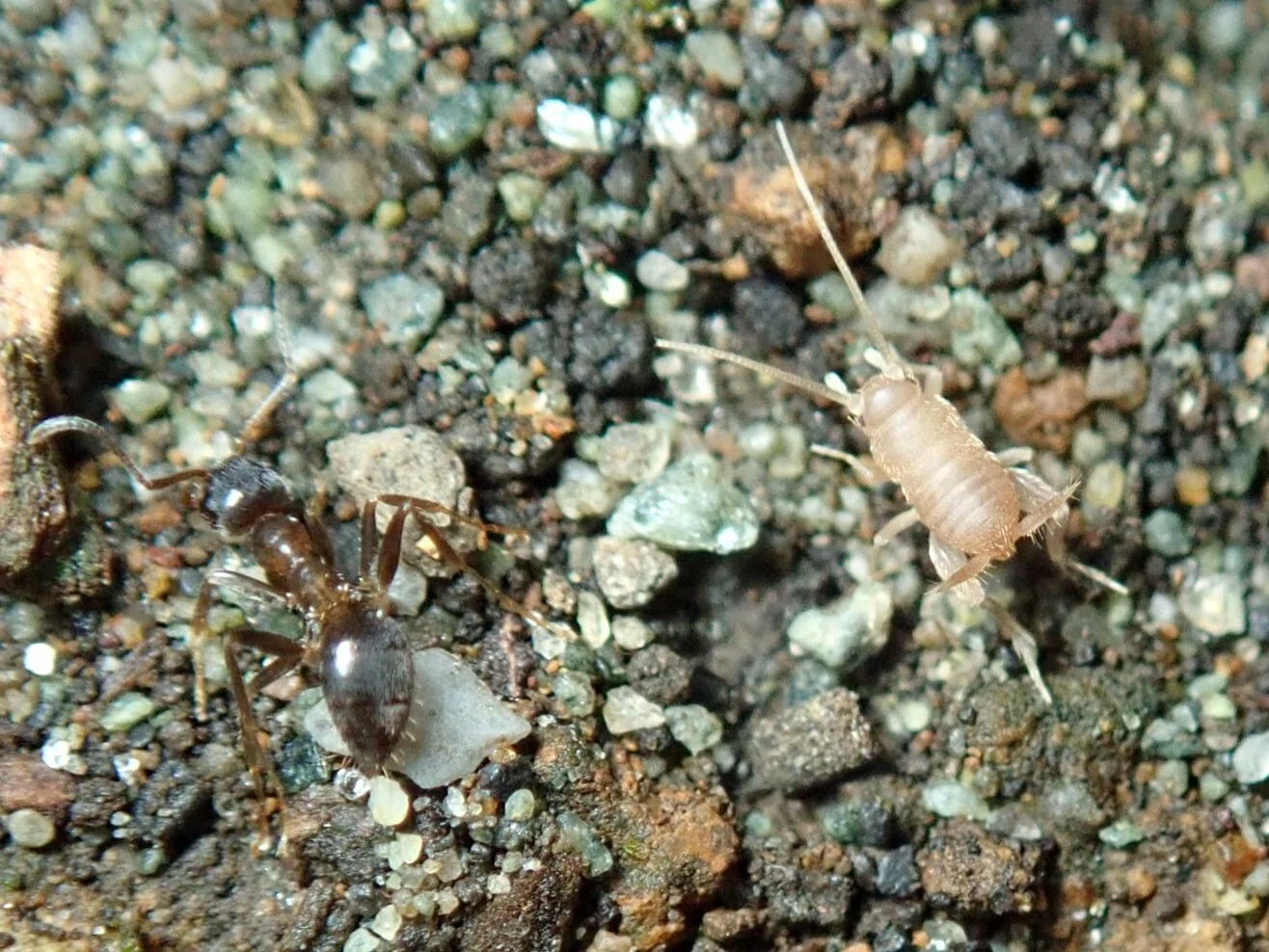 アリヅカコオロギは木に登る｜hydraenids