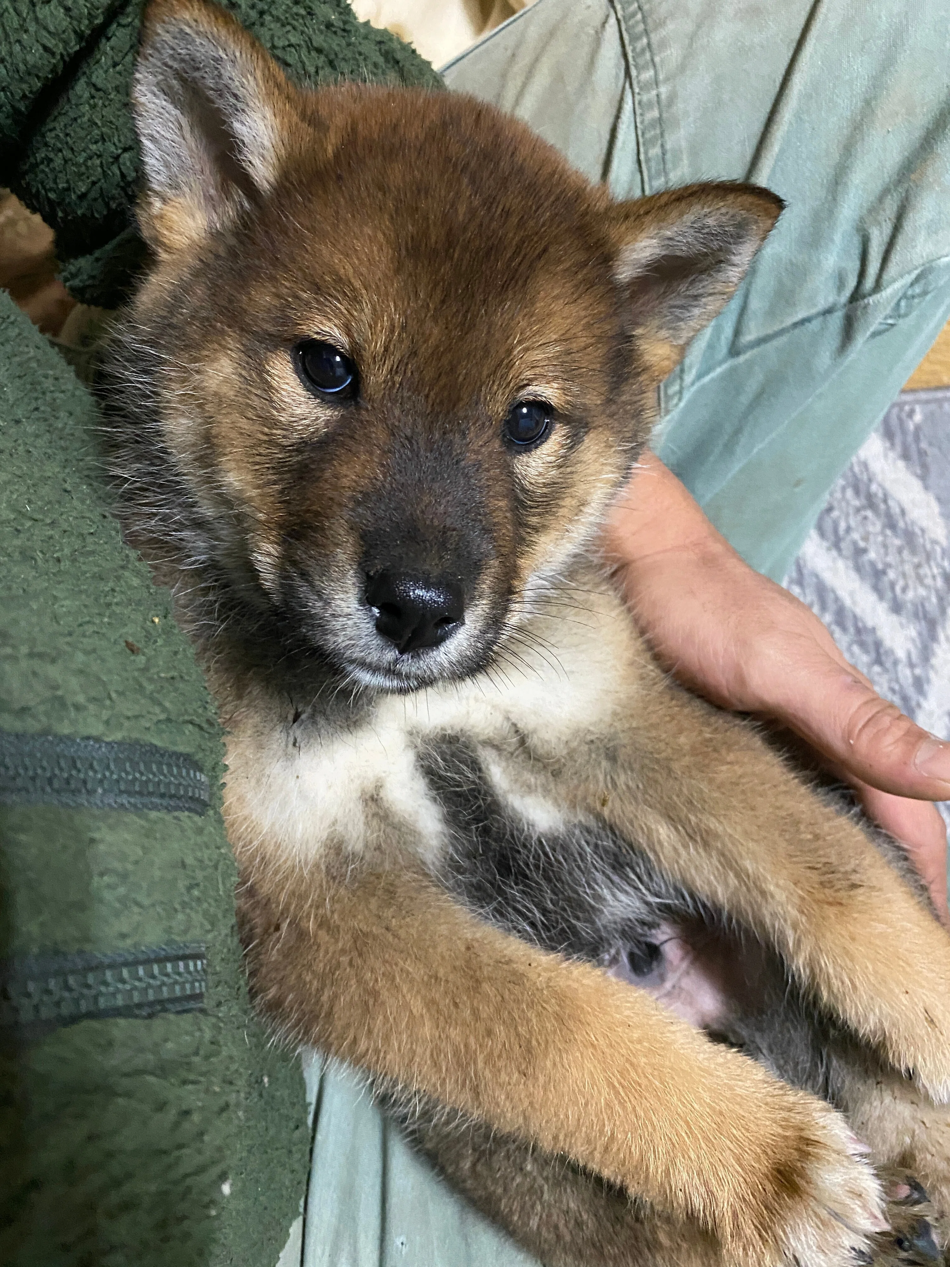 四国犬のごまちゃんが来た｜gibiernomori