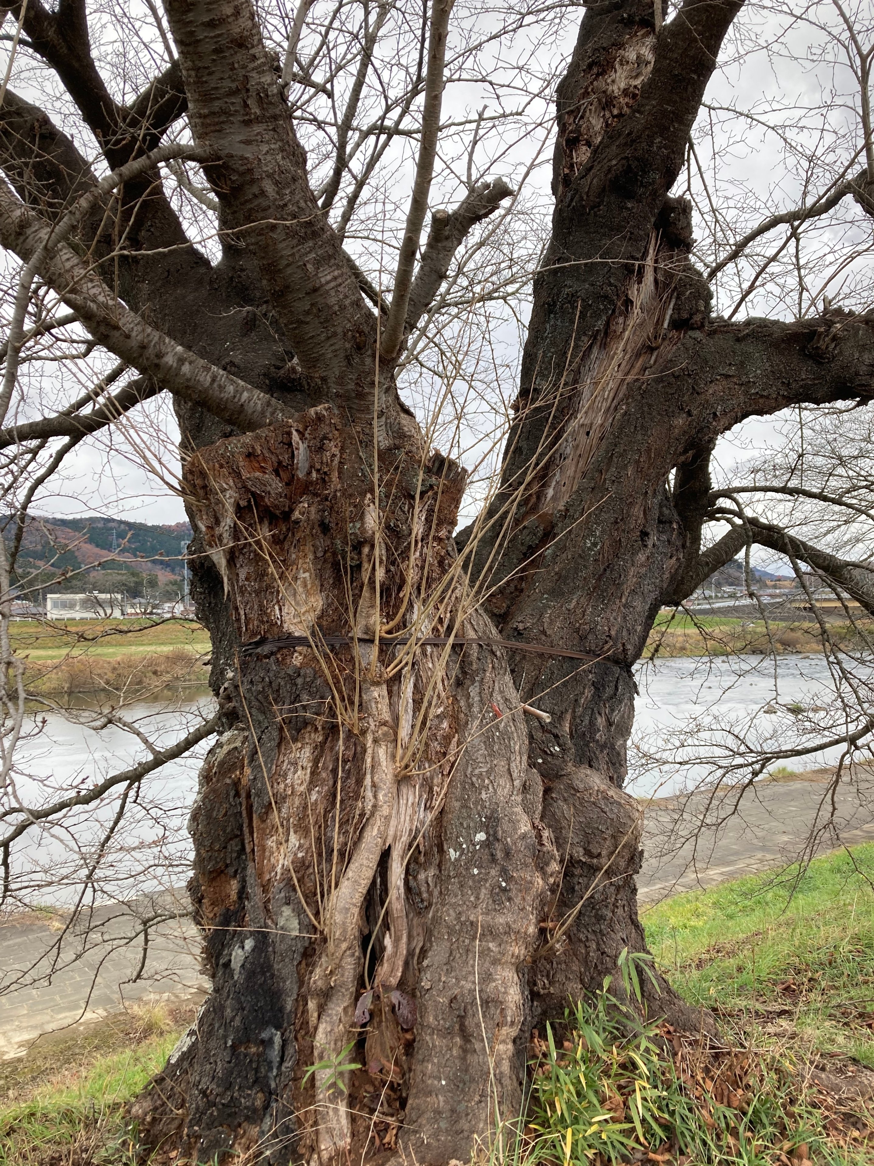 天然楢【神秘的な合体樹＊3本の木が一体化/森と大自然の切り株テーブル】ちゃぶ台 天然楢【神秘的な合体樹＊3本の木が一体化/森と大自然の切り株テーブル