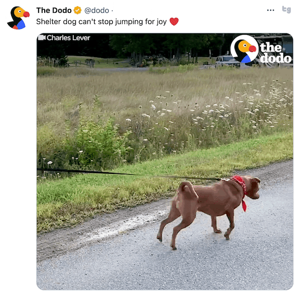 Shelter dog｜あい