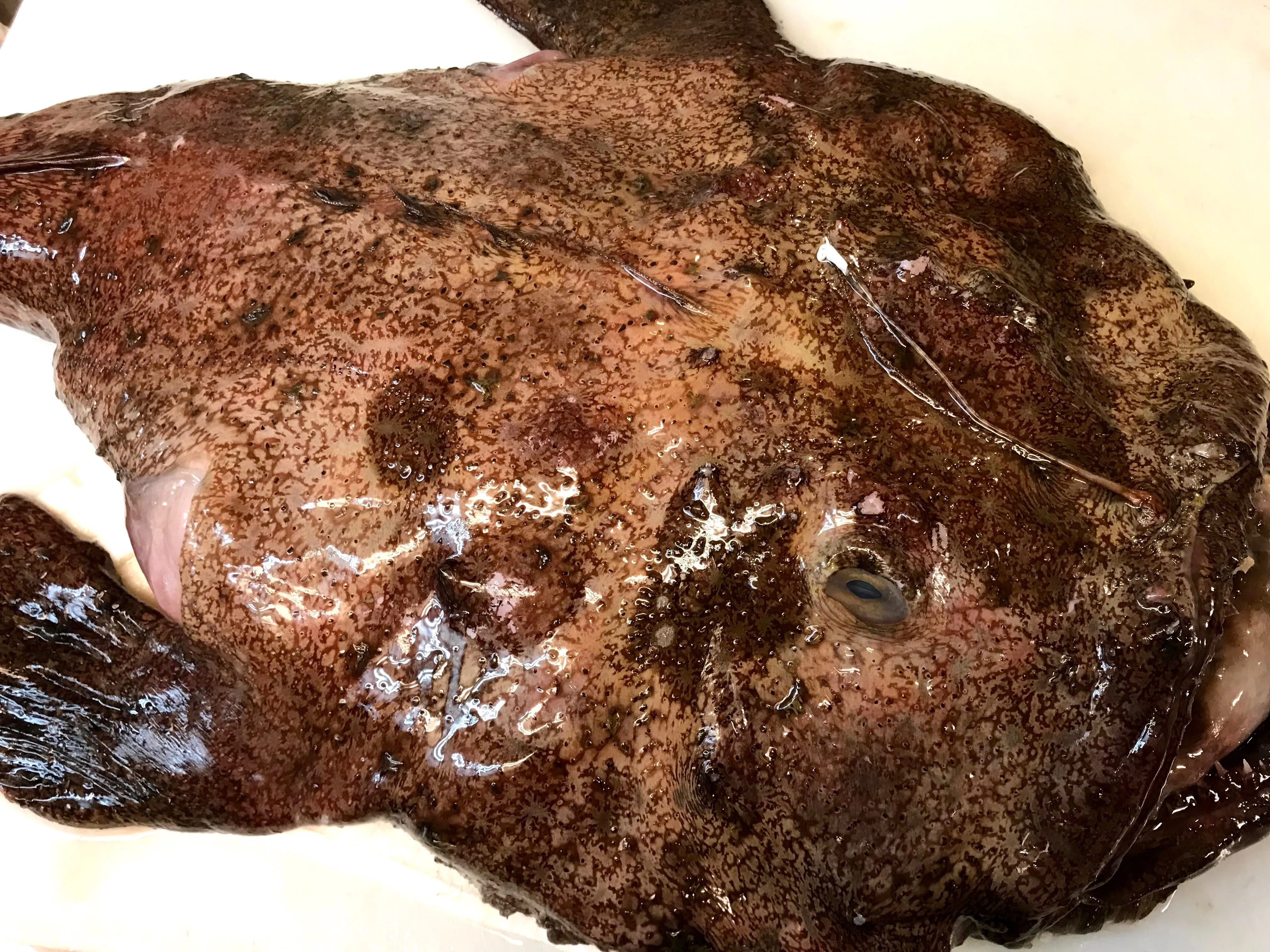 365日の魚介レシピ】鮮度と下処理が肝心！！〜あん肝ポン酢&あんこう鍋