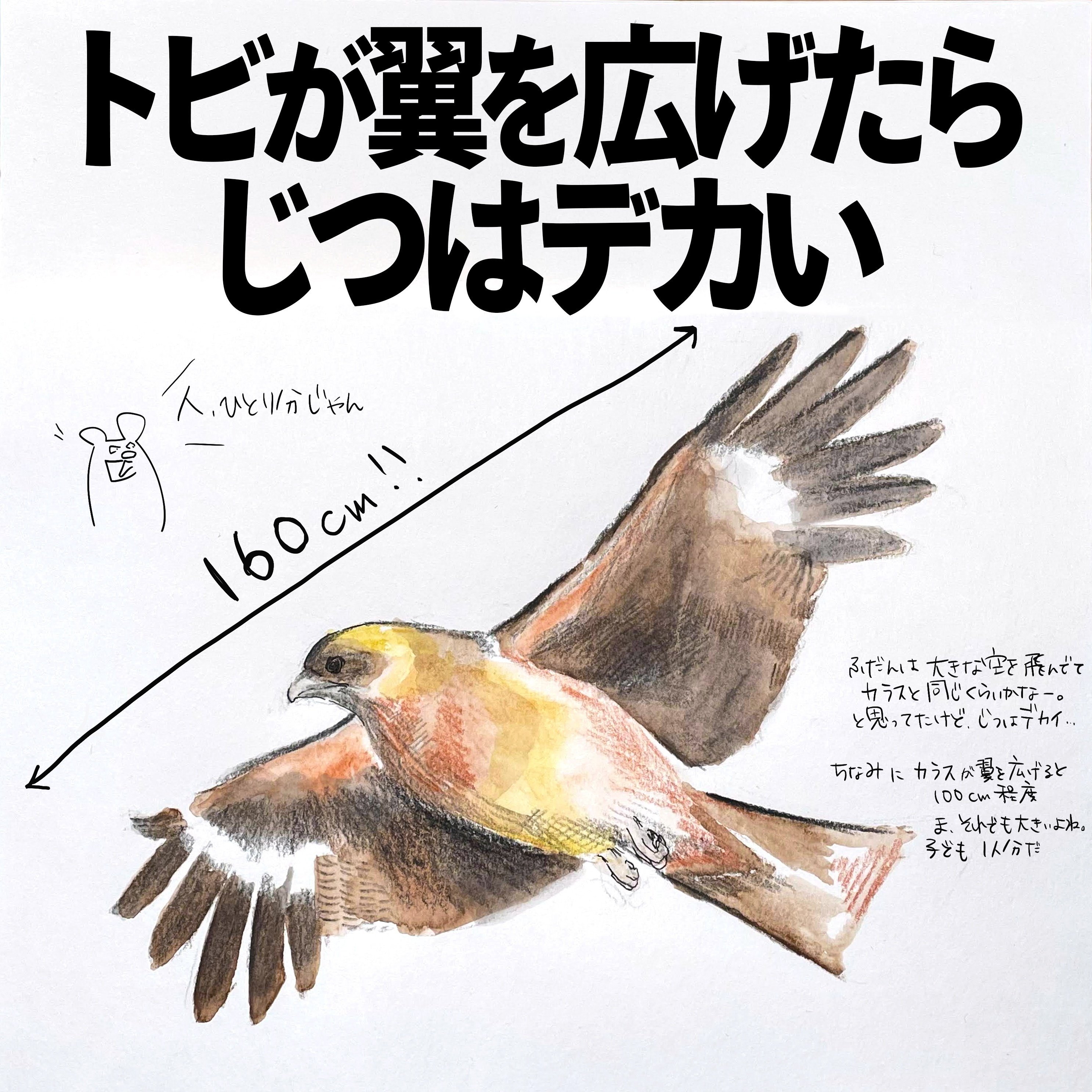 トビが翼を広げたらじつはデカい｜くますけ｜自然ガイド・クリエイター