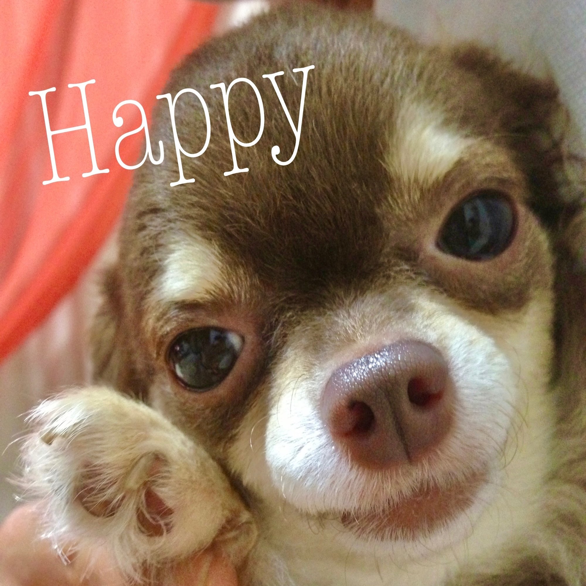 5月24日はBeBeの9歳の誕生日でした！ 立派なおじさんになった BeBeをよろしくお願いします✨ 【5月の店休日】  1日、8日、15日、22日、29日の木曜日と、 ※第3水曜日の21日です #ドッグカフェBeBe #ドッグラン #ホワイトスイスシェパード  #ポメラニアン #福岡ドッグカフェ ..., image size:2000x1794