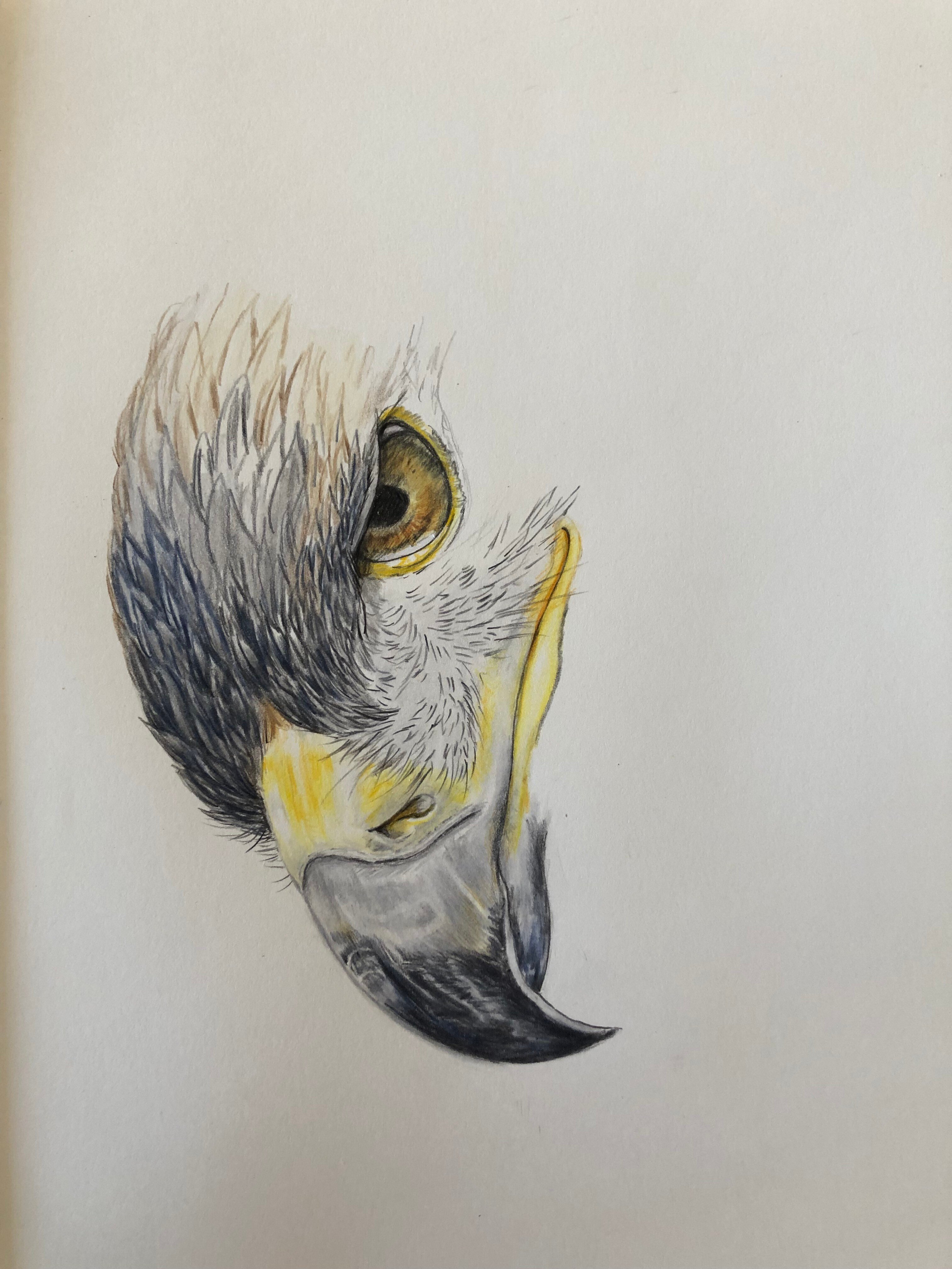鳥の絵を載せるだけの日 18｜橘鶫TachibanaTsugumi