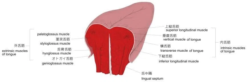 歯科で働くPTが教える舌の理学療法について｜月末理学療法士/そう