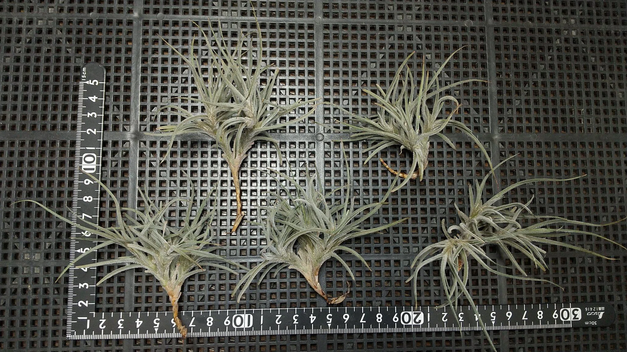 チランジア入荷リスト12/17｜NatureGarden🌿神田