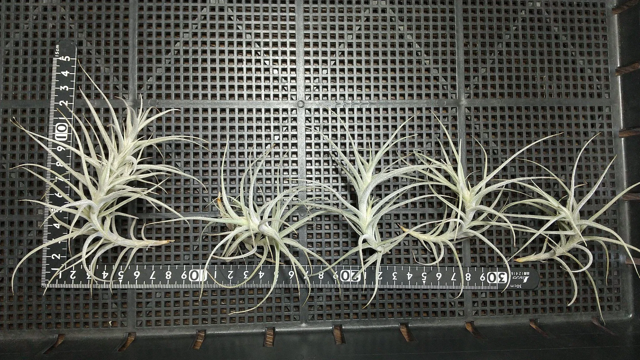 画像のチランジア全て チランジア入荷リスト12/17｜NatureGarden🌿神田