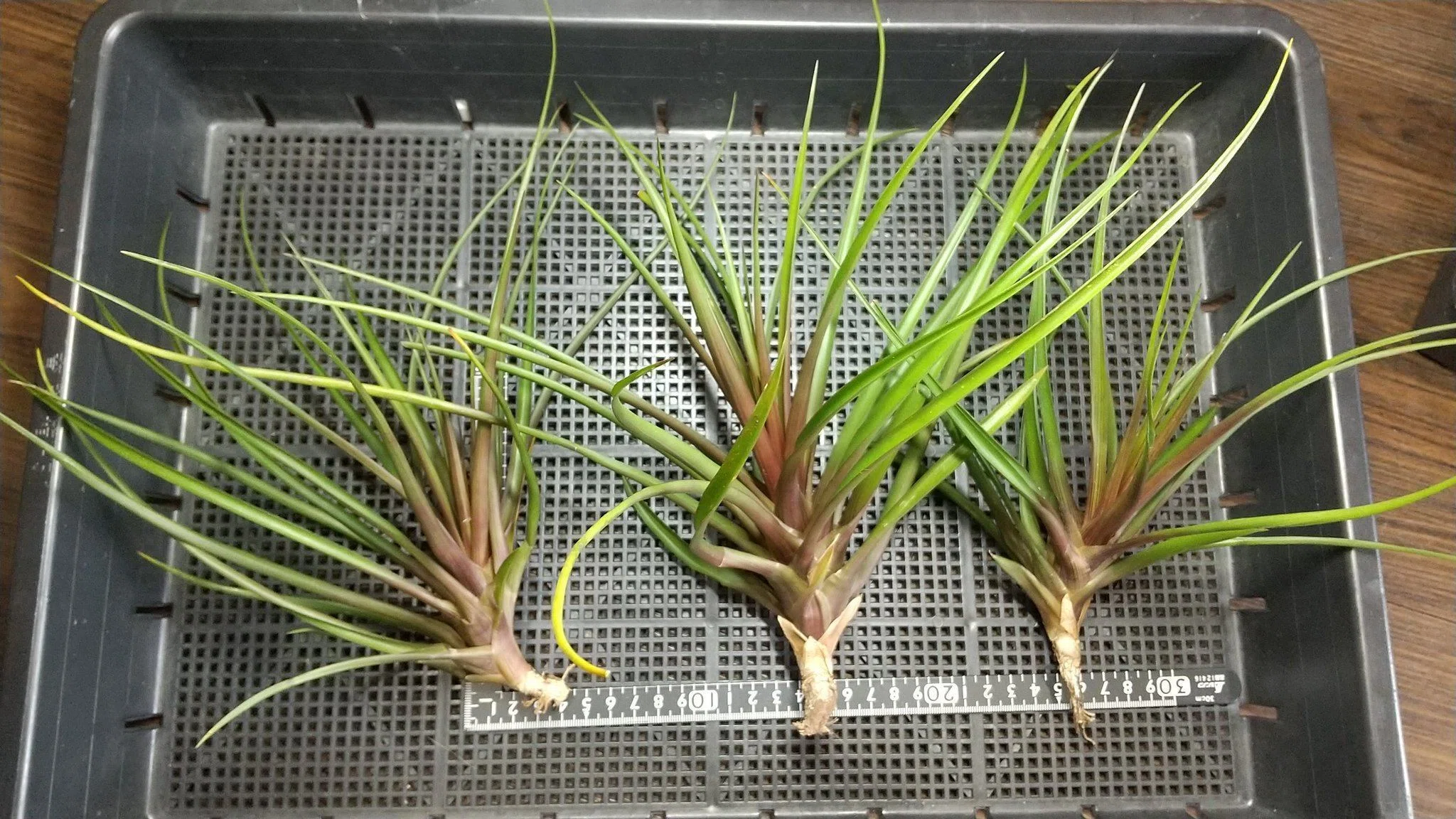 KN ティランジア プロパグリフェラ（TILLANDSIA PROPAGULIFERA） 0.8