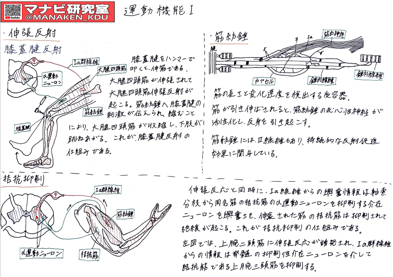反射 Ⅰ 1 反射 Ⅰ 1 ZX プロテクター | ケンコー・トキナー