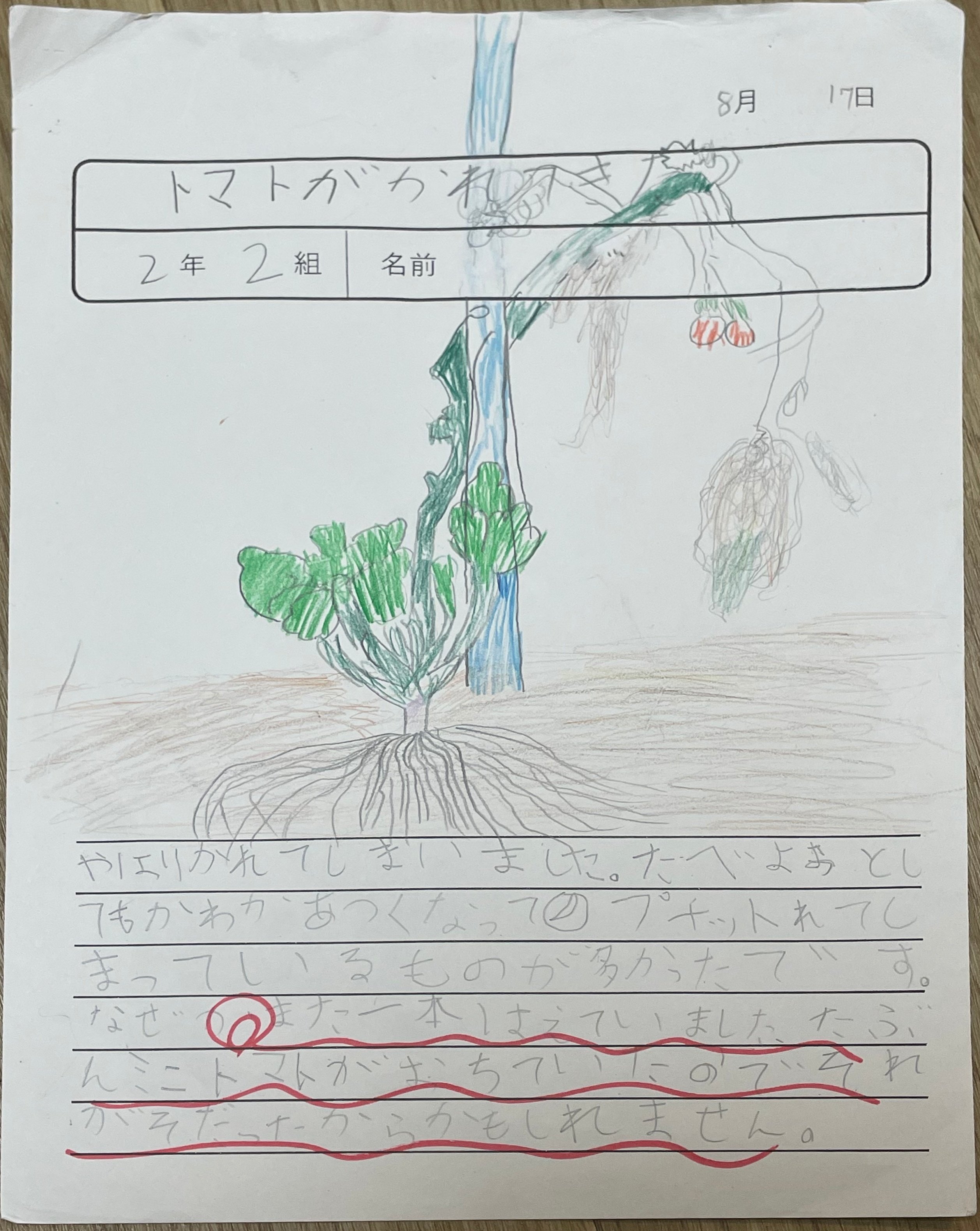 らんまん】のモデル『牧野富太郎』が描いた植物画と、息子が描い