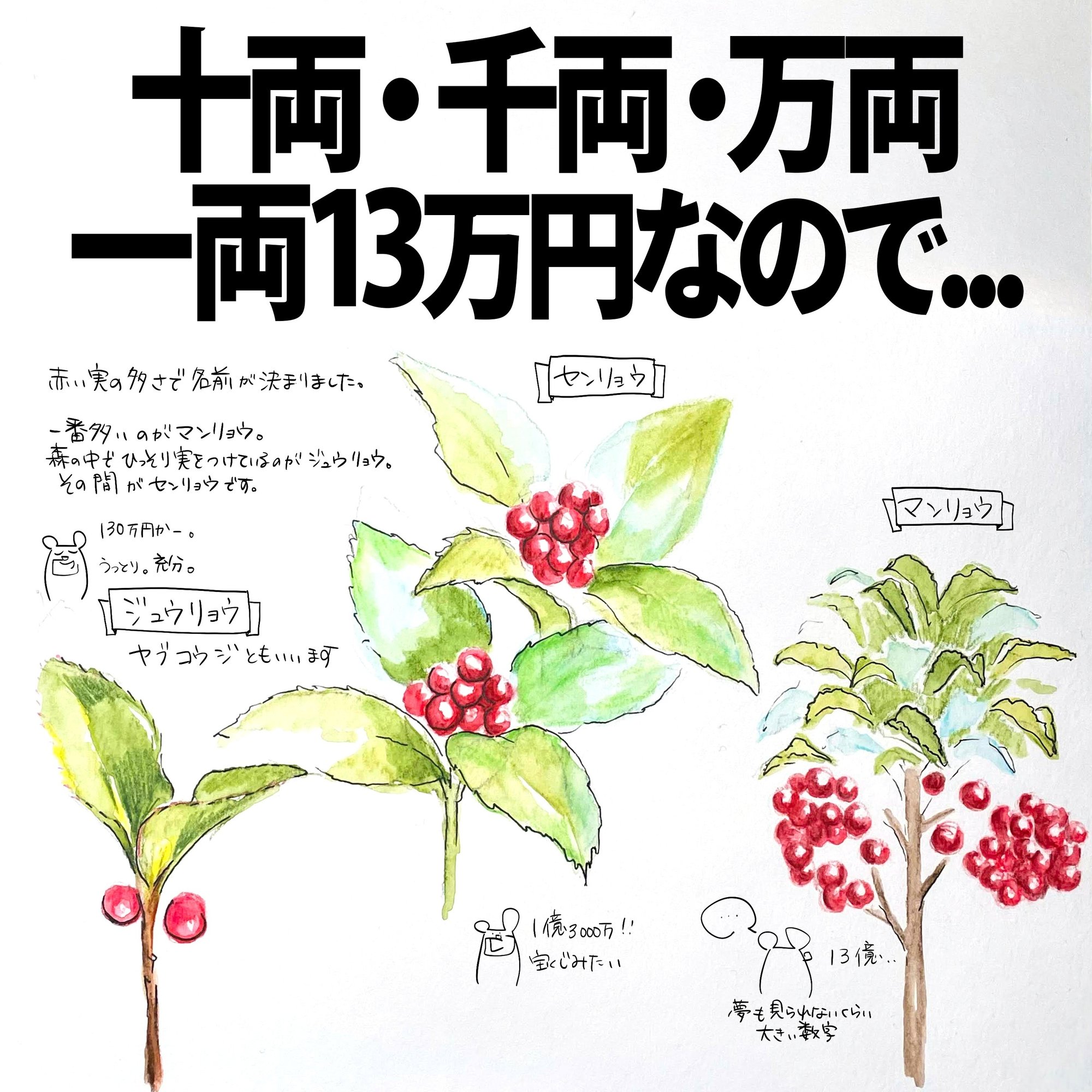 十両、千両、万両。一両13万円なので...｜くますけ｜自然ガイド・クリエイター