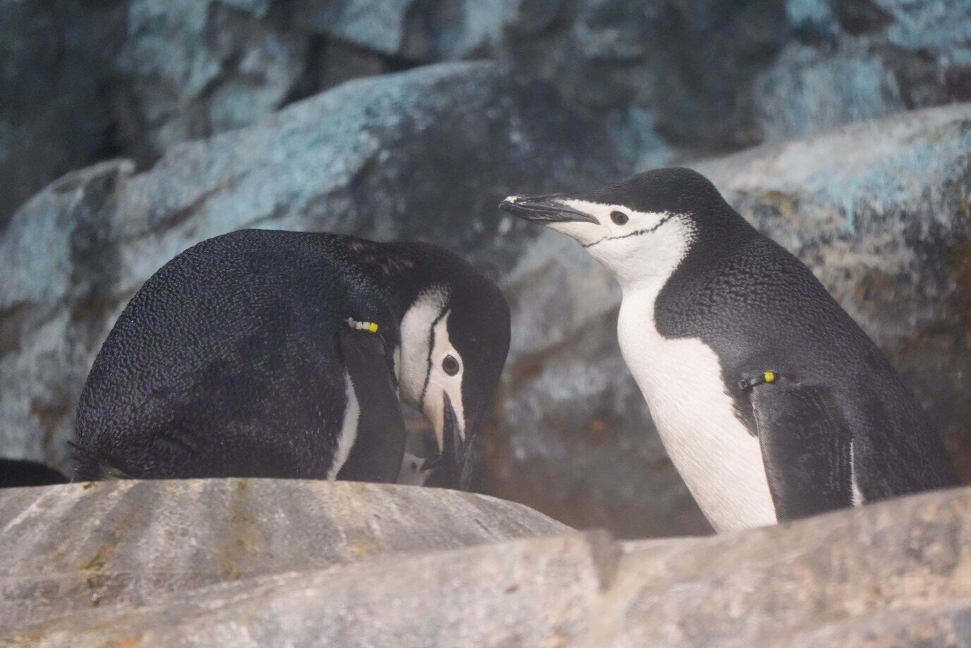 記念メダル　JETTY(名古屋港水族館)　ペンギン なごすいに行くとペンギンが多いけど やっぱり見たくなる存在