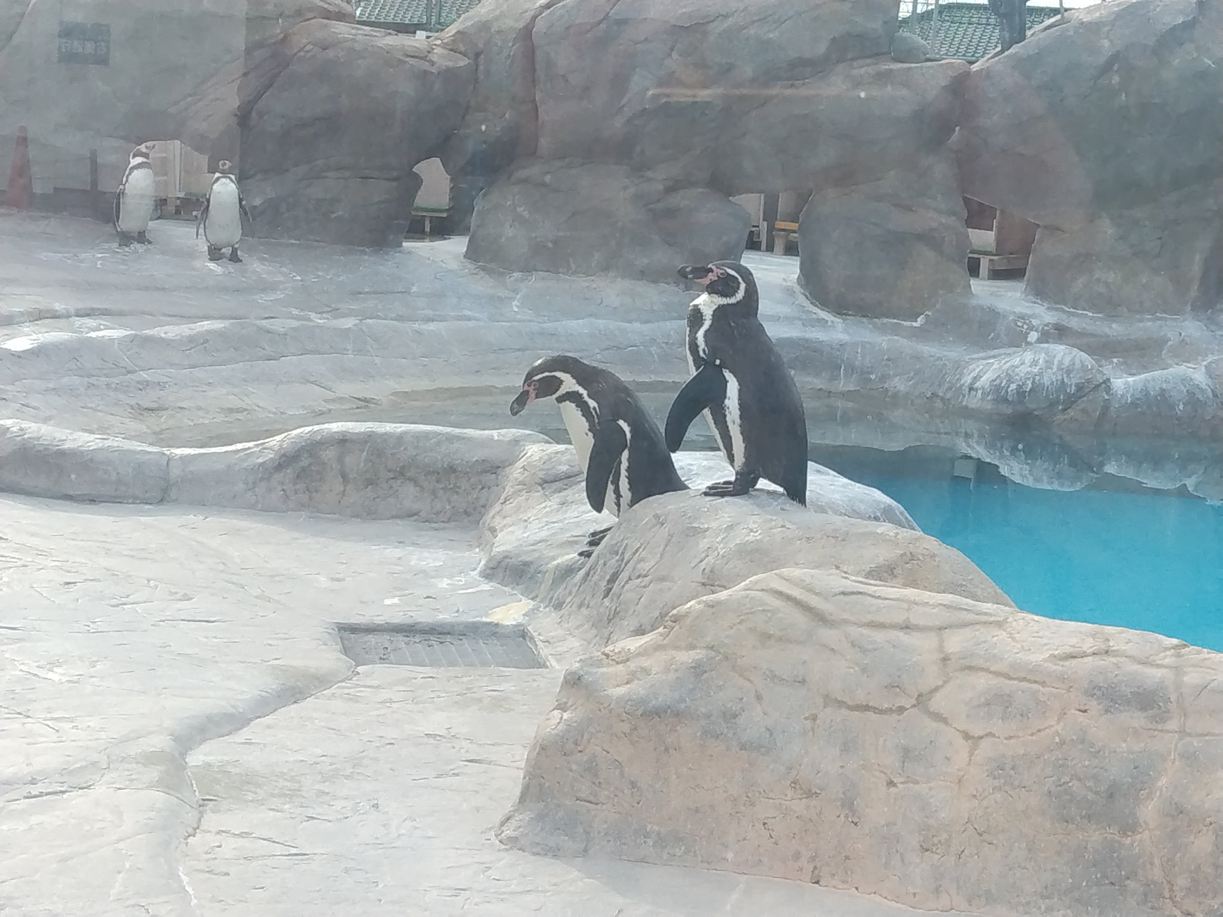 フンボルトペンギン part57） 徳山動物園へいってみよう！｜Hello−bye