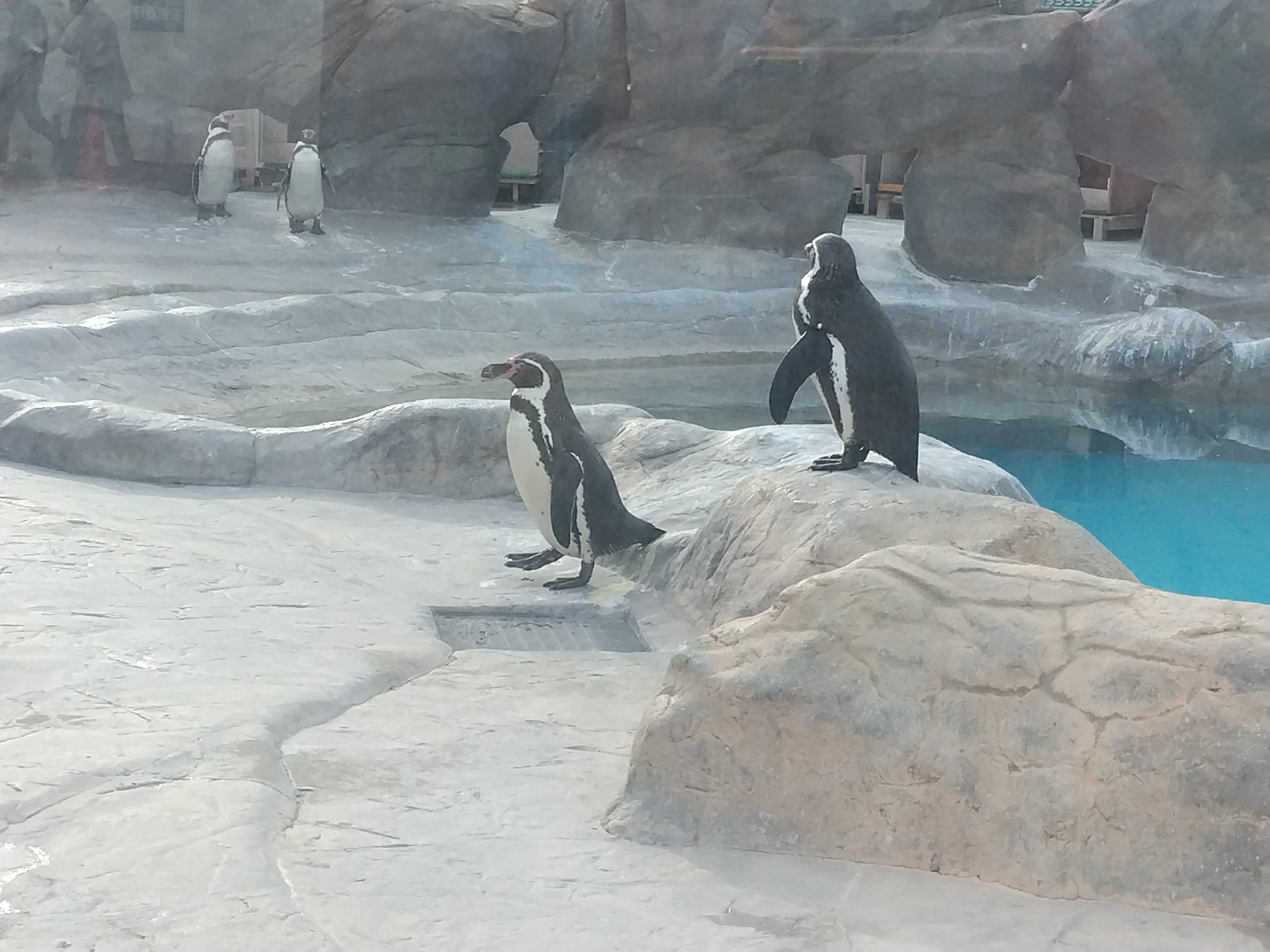 フンボルトペンギン part57） 徳山動物園へいってみよう